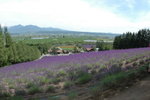 2004 July_Summer Hokkaido_富良野花田00013