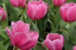 20032015_Hong Kong Flower Show_Tulip00039