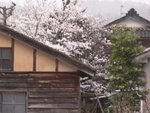 6-10 April 2006_京阪神之旅_天橋立00022