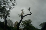 23082017_Super Typhoon Hato_Signal Number Ten_View of Wong Tai Sin00022