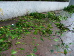 24072012_Day after Typhoon Vicente Signal Number 1000008