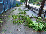 24072012_Day after Typhoon Vicente Signal Number 1000009