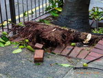 24072012_Day after Typhoon Vicente Signal Number 1000010