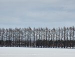 10022025_Samsung Galaxy Note20 Ultra_29th round to Hokkaido_Tokachi Shirakaba Namiki00035