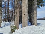 10022025_Samsung Galaxy Note20 Ultra_29th round to Hokkaido_Tokachi Shirakaba Namiki00049