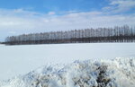 10022025_Samsung Galaxy Note20 Ultra_29th round to Hokkaido_Tokachi Shirakaba Namiki00058