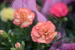 23012020_Victoria Park CNY Flower Fair_Carnation00004