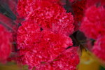 23012020_Victoria Park CNY Flower Fair_Carnation00005