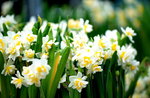 23012020_Victoria Park CNY Flower Fair_Daffodil00037