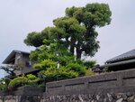 28042025_Samsung Galaxy Note 20 Ultra_Tour to Tateyama_Gifuken_Gifushi Morning00019