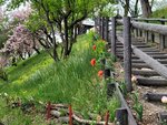 28042025_Samsung Galaxy Note 20 Ultra_Tour to Tateyama_Naganoken_Daiowasabi no Ujo00052
