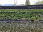 28042025_Samsung Galaxy Note 20 Ultra_Tour to Tateyama_Naganoken_Daiowasabi no Ujo00053