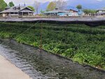 28042025_Samsung Galaxy Note 20 Ultra_Tour to Tateyama_Naganoken_Daiowasabi no Ujo00064
