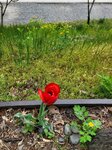 28042025_Samsung Galaxy Note 20 Ultra_Tour to Tateyama_Naganoken_Daiowasabi no Ujo00069