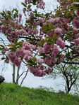 28042025_Samsung Galaxy Note 20 Ultra_Tour to Tateyama_Naganoken_Daiowasabi no Ujo00159