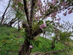 28042025_Samsung Galaxy Note 20 Ultra_Tour to Tateyama_Naganoken_Daiowasabi no Ujo00164