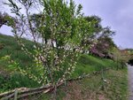 28042025_Samsung Galaxy Note 20 Ultra_Tour to Tateyama_Naganoken_Daiowasabi no Ujo00168