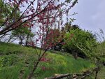 28042025_Samsung Galaxy Note 20 Ultra_Tour to Tateyama_Naganoken_Daiowasabi no Ujo00169