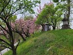 28042025_Samsung Galaxy Note 20 Ultra_Tour to Tateyama_Naganoken_Daiowasabi no Ujo00171