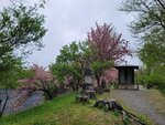 28042025_Samsung Galaxy Note 20 Ultra_Tour to Tateyama_Naganoken_Daiowasabi no Ujo00173