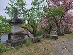 28042025_Samsung Galaxy Note 20 Ultra_Tour to Tateyama_Naganoken_Daiowasabi no Ujo00174