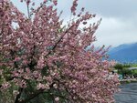 28042025_Samsung Galaxy Note 20 Ultra_Tour to Tateyama_Naganoken_Daiowasabi no Ujo00177
