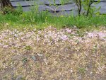28042025_Samsung Galaxy Note 20 Ultra_Tour to Tateyama_Naganoken_Daiowasabi no Ujo00180