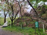 28042025_Samsung Galaxy Note 20 Ultra_Tour to Tateyama_Naganoken_Daiowasabi no Ujo00183