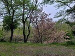 28042025_Samsung Galaxy Note 20 Ultra_Tour to Tateyama_Naganoken_Daiowasabi no Ujo00186