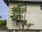28042025_Samsung Galaxy Note 20 Ultra_Tour to Tateyama_Way to Naganoken_Kamikochi00008