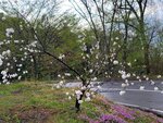 29042025_Samsamg Galaxy Note 20 Ultra_Tour to Tateyama_Naganoken_Azumino Morning00052