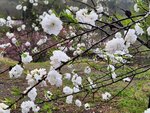 29042025_Samsamg Galaxy Note 20 Ultra_Tour to Tateyama_Naganoken_Azumino Morning00053