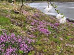 29042025_Samsamg Galaxy Note 20 Ultra_Tour to Tateyama_Naganoken_Azumino Morning00057
