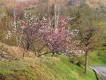 29042025_Samsamg Galaxy Note 20 Ultra_Tour to Tateyama_Naganoken_Azumino Morning00061