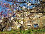29042025_Samsamg Galaxy Note 20 Ultra_Tour to Tateyama_Naganoken_Azumino Morning00066