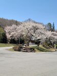 30042025_Samsung Galaxy Note 20 Ultra_Tour to Tateyama_Gifuken_Miboroko00044