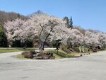 30042025_Samsung Galaxy Note 20 Ultra_Tour to Tateyama_Gifuken_Miboroko00046
