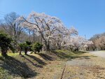30042025_Samsung Galaxy Note 20 Ultra_Tour to Tateyama_Gifuken_Miboroko00055