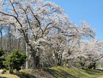 30042025_Samsung Galaxy Note 20 Ultra_Tour to Tateyama_Gifuken_Miboroko00056