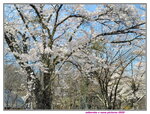 30042025_Samsung Galaxy Note 20 Ultra_Tour to Tateyama_Gifuken_Miboroko00057