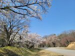 30042025_Samsung Galaxy Note 20 Ultra_Tour to Tateyama_Gifuken_Miboroko00060