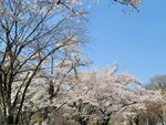 30042025_Samsung Galaxy Note 20 Ultra_Tour to Tateyama_Gifuken_Miboroko00062