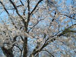 30042025_Samsung Galaxy Note 20 Ultra_Tour to Tateyama_Gifuken_Miboroko00063