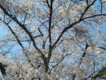 30042025_Samsung Galaxy Note 20 Ultra_Tour to Tateyama_Gifuken_Miboroko00064