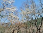 30042025_Samsung Galaxy Note 20 Ultra_Tour to Tateyama_Gifuken_Miboroko00070
