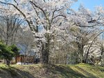 30042025_Samsung Galaxy Note 20 Ultra_Tour to Tateyama_Gifuken_Miboroko00072