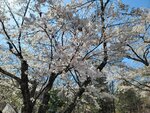 30042025_Samsung Galaxy Note 20 Ultra_Tour to Tateyama_Gifuken_Miboroko00074