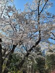 30042025_Samsung Galaxy Note 20 Ultra_Tour to Tateyama_Gifuken_Miboroko00075