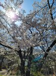 30042025_Samsung Galaxy Note 20 Ultra_Tour to Tateyama_Gifuken_Miboroko00076