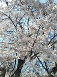 30042025_Samsung Galaxy Note 20 Ultra_Tour to Tateyama_Gifuken_Miboroko00081